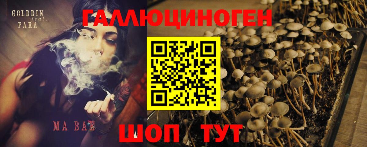 где продают   Галлюциногенные грибы GOLDEN TEACHER  Вход с VPN  Ярцево 